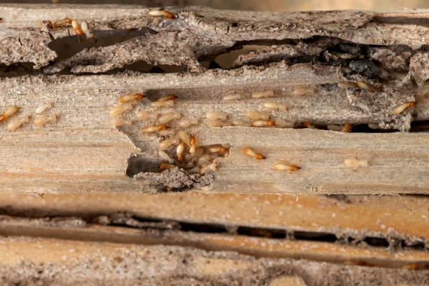 Best Cockroach Control Services  in Roseburg, OR